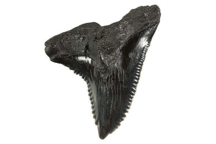 Huge, Snaggletooth Shark (Hemipristis) Tooth - South Carolina #340307
